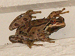 Pacific Treefrog